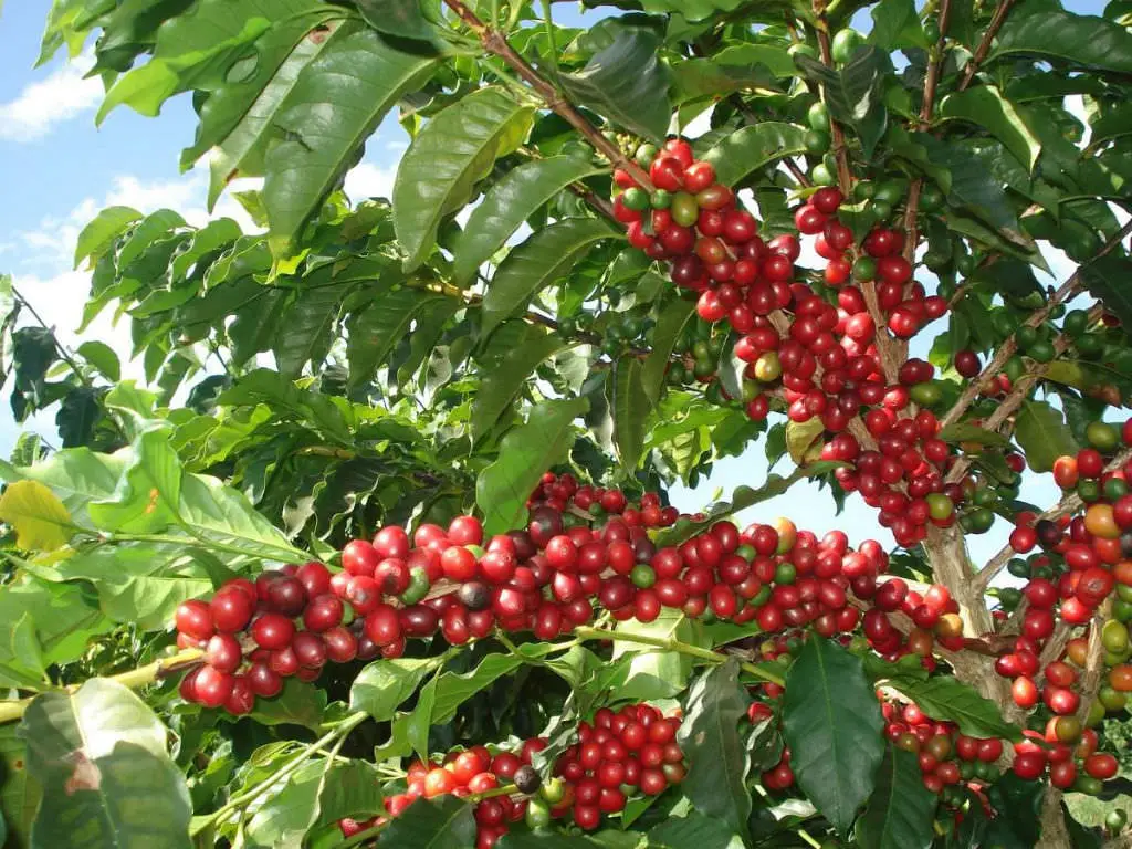 Growing Coffee Plant at Home: How to Care for Coffea Arabica