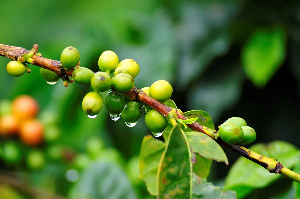 Growing Coffee Plant at Home: How to Care for Coffea Arabica