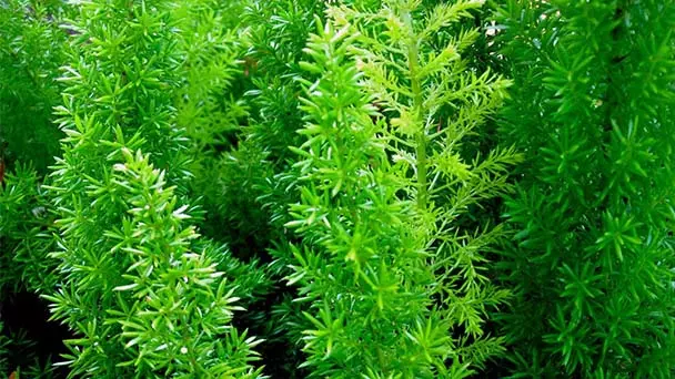 How to Grow and Care for Foxtail Fern (Asparagus Aethiopicus)