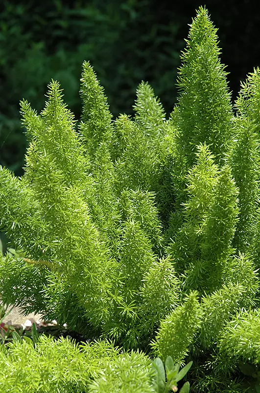 How to Grow and Care for Foxtail Fern (Asparagus Aethiopicus)