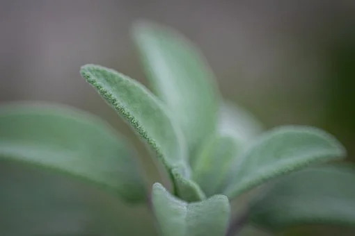 Planting and Growing Sage Plant (Salvia Officinalis)
