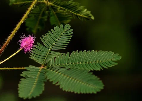 How to Grow and Care for Sensitive Plant (Mimosa Pudica)