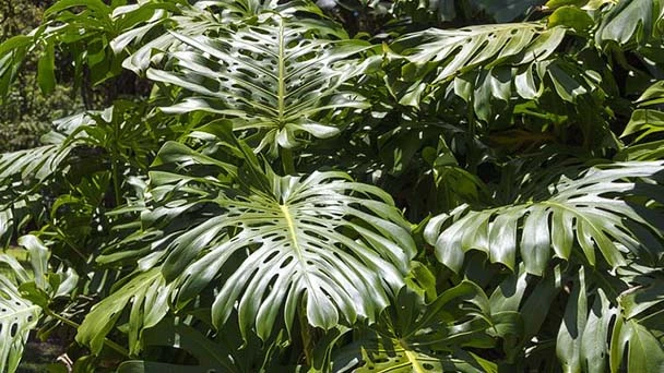 How to Grow and Care for Split Leaf Philodendron (Monstera Deliciosa)