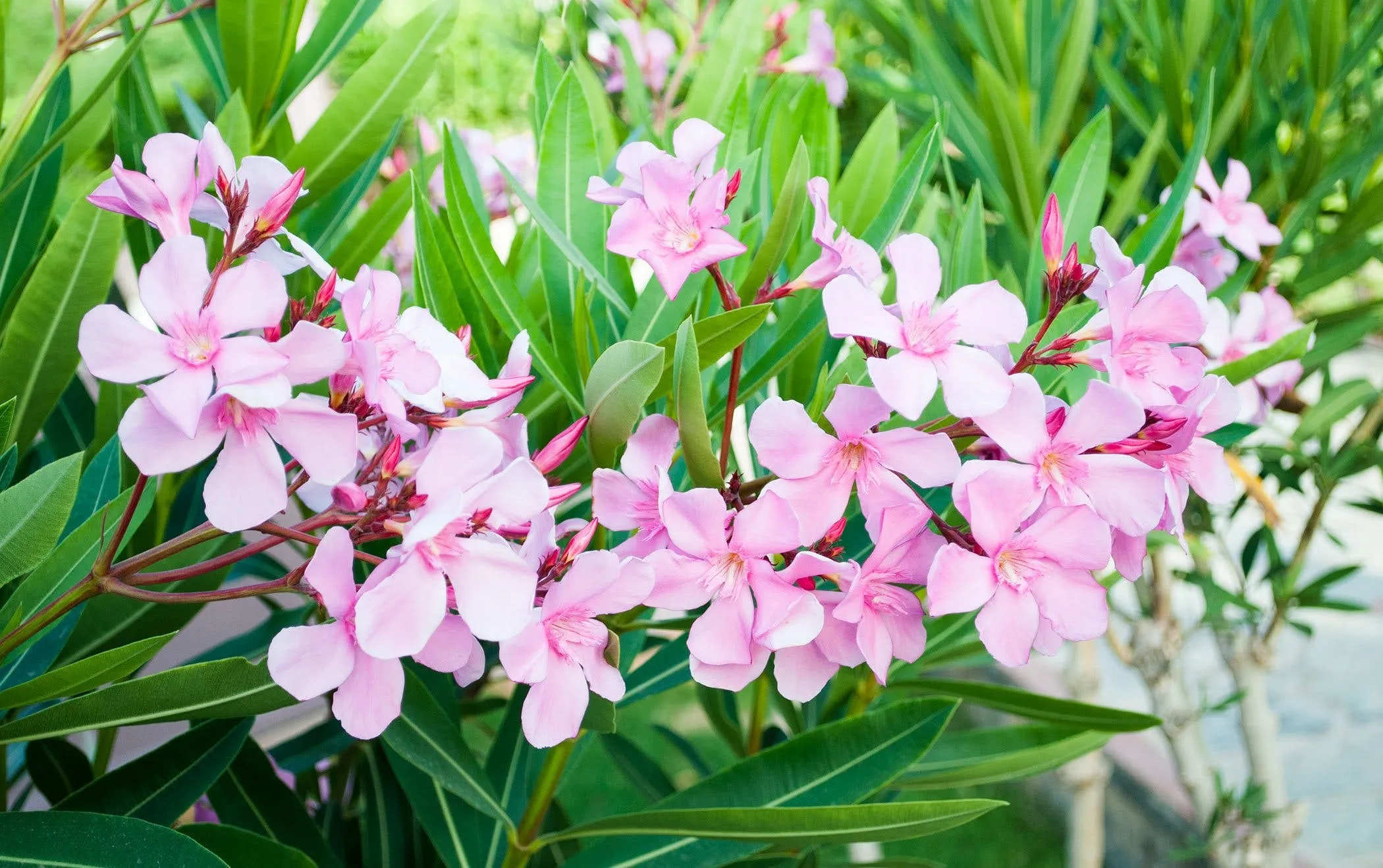 How to Plant and Care for Oleander Plant (Nerium Oleander)
