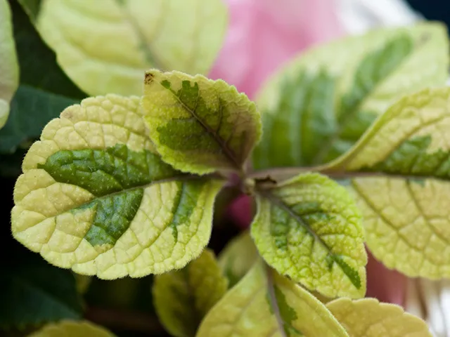 How to Grow and Care for Swedish Ivy (Plectranthus Verticillatus) Indoors?
