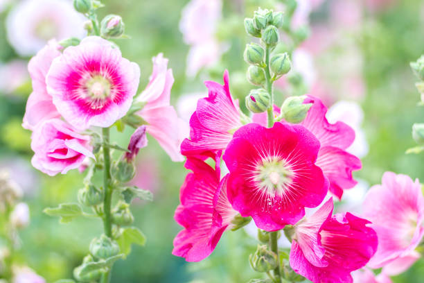 When to Plant Hollyhock Seeds
