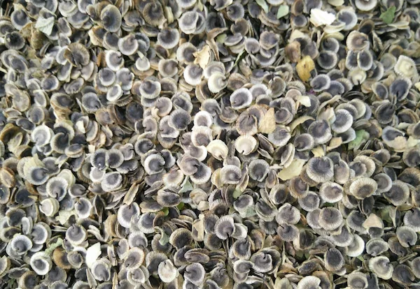 Hollyhock seeds