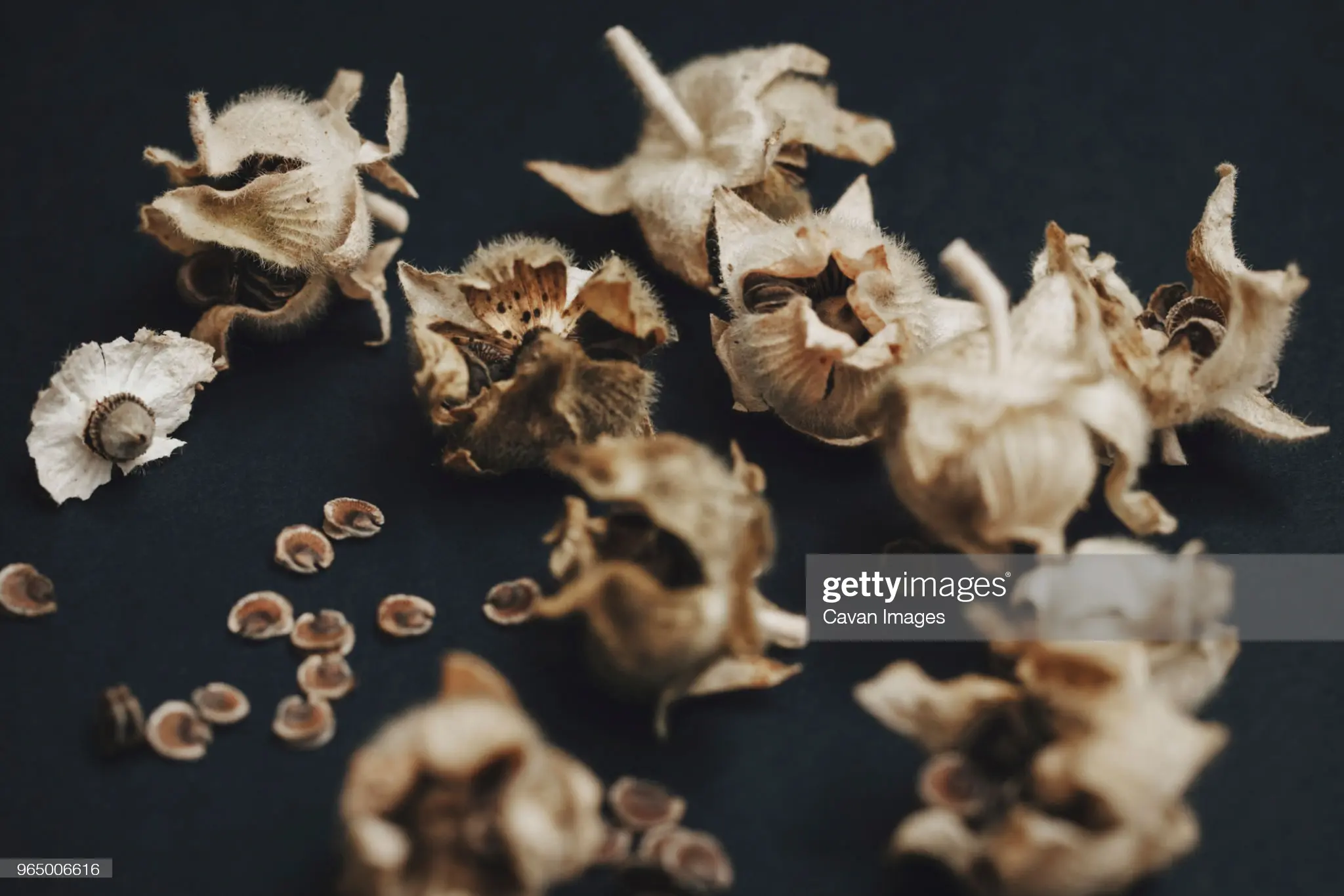 Hollyhock Seed Pods