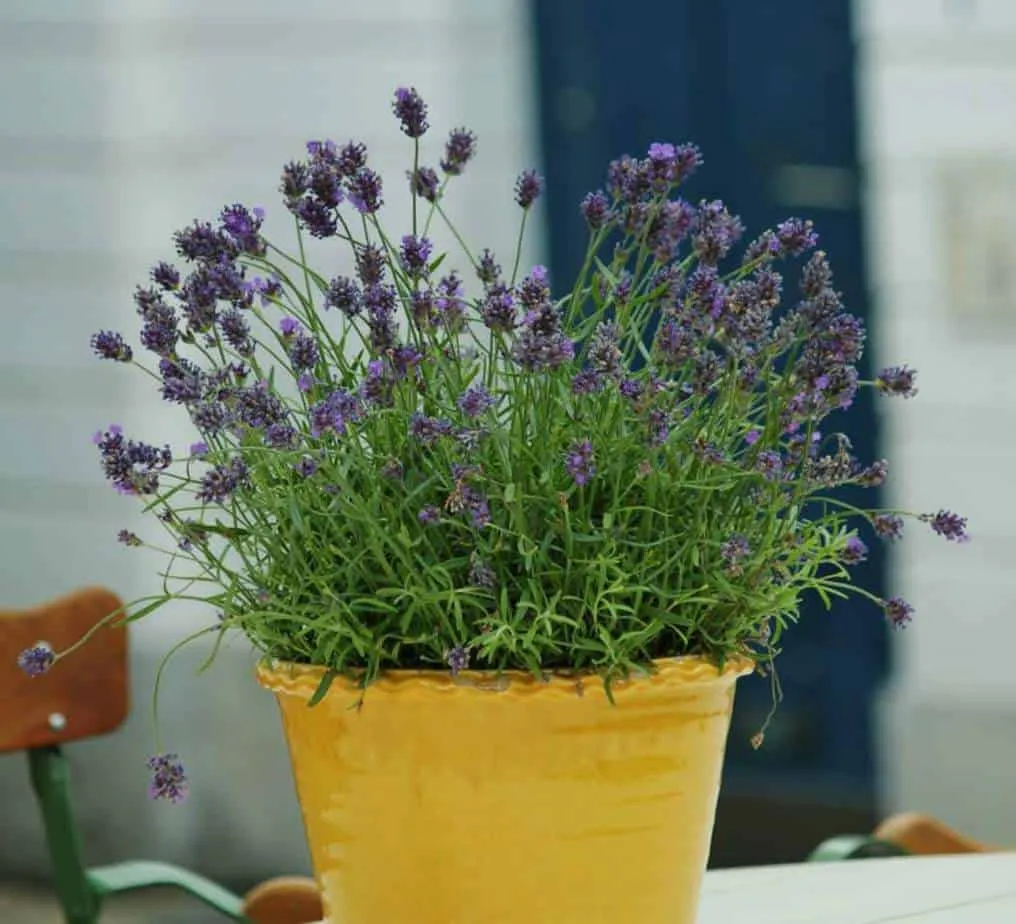 Tips for Growing Lavender in Pots - Lavender Indoors Care