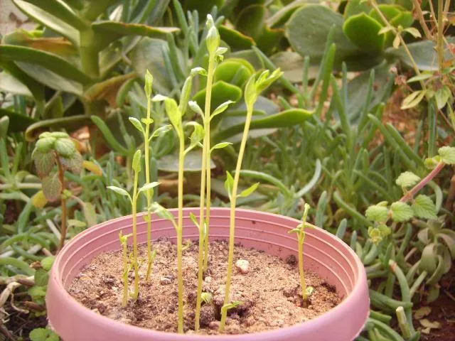Where and How Do Pistachios Grow - Pistachio Nut Trees Care