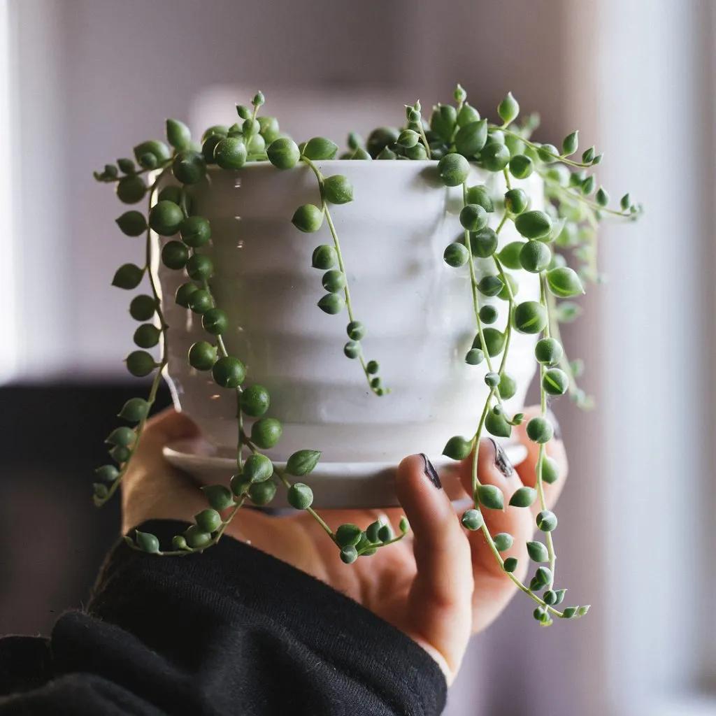 How Fast Do String of Pearls Grow