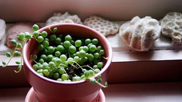 How Fast Do String of Pearls Grow