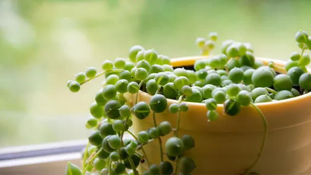 How to Save Overwatered String of Pearls - String of Pearls Common Problem