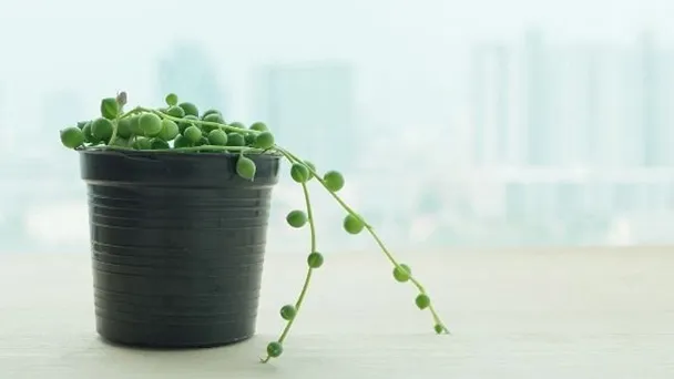 How Much Light Does String of Pearls Require