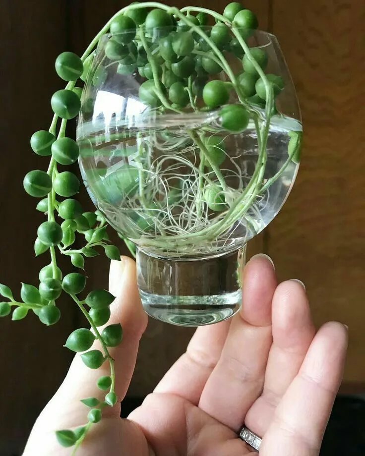 Tips for String of Pearls Watering - String of Pearls Care