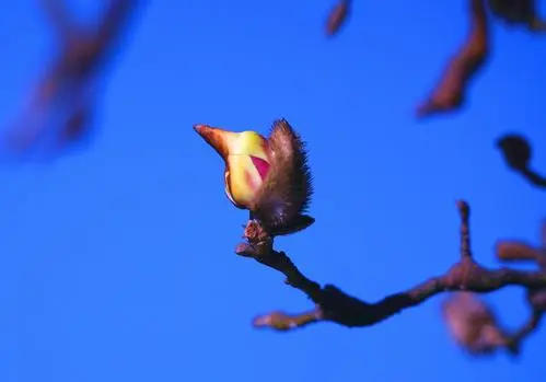 Yulan Magnolia Blossoms Bird-Shaped Flowers Pictures