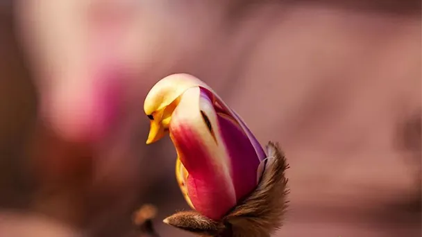 Yulan Magnolia Blossoms Bird-Shaped Flowers Pictures
