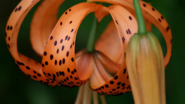 How to Plant and Care for Tiger Lily Seeds