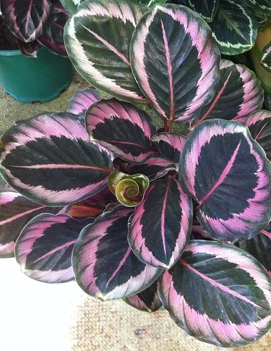 10 Beautiful Prayer Plant Varieties for Your Family