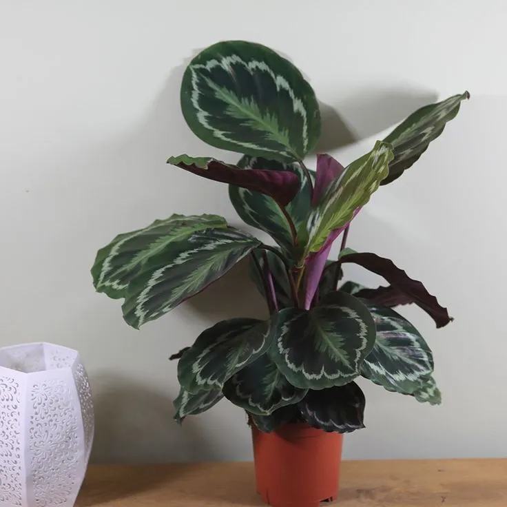 10 Beautiful Prayer Plant Varieties for Your Family