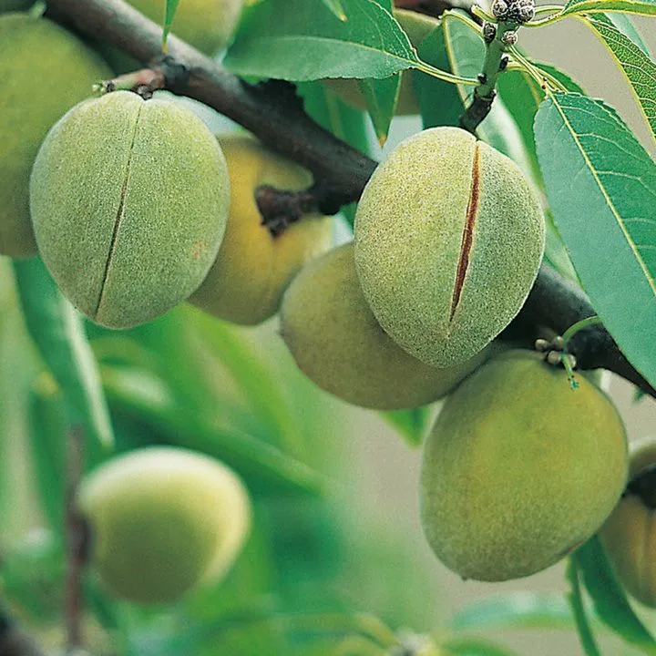 Where Do Almond Trees Grow