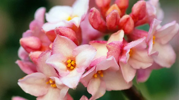 Why Does Not My Daphne Flower Bloom