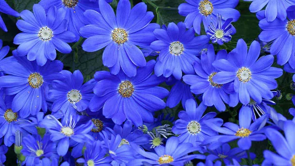 How to Care for a Blue Daisy Flower (Felicia Amelloides)?