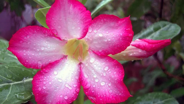 How to Feed Desert Rose (Fertilizer Requirements Tips)