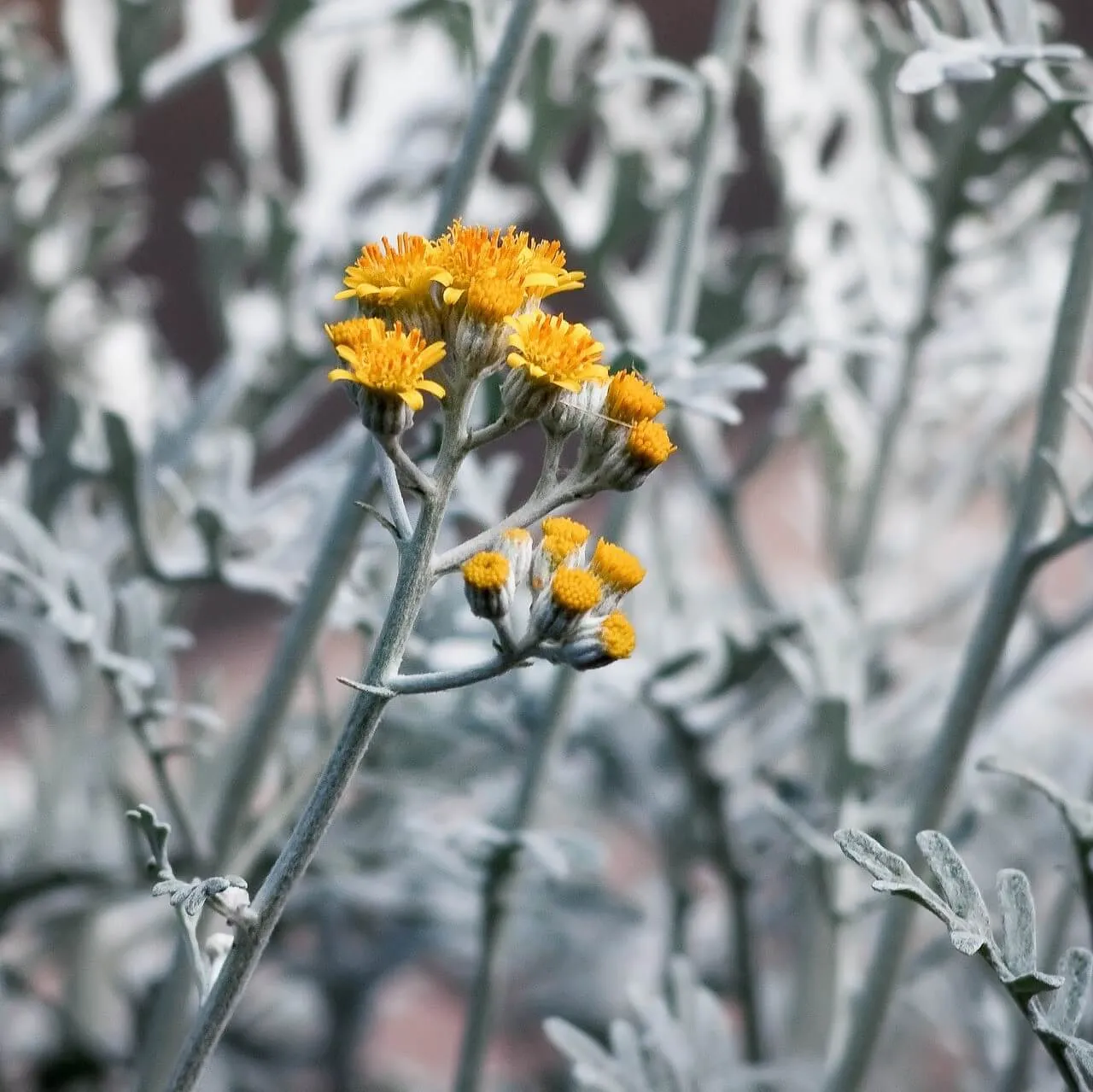 Can Dusty Miller Flower (Jacobaea Maritima) Bloom?