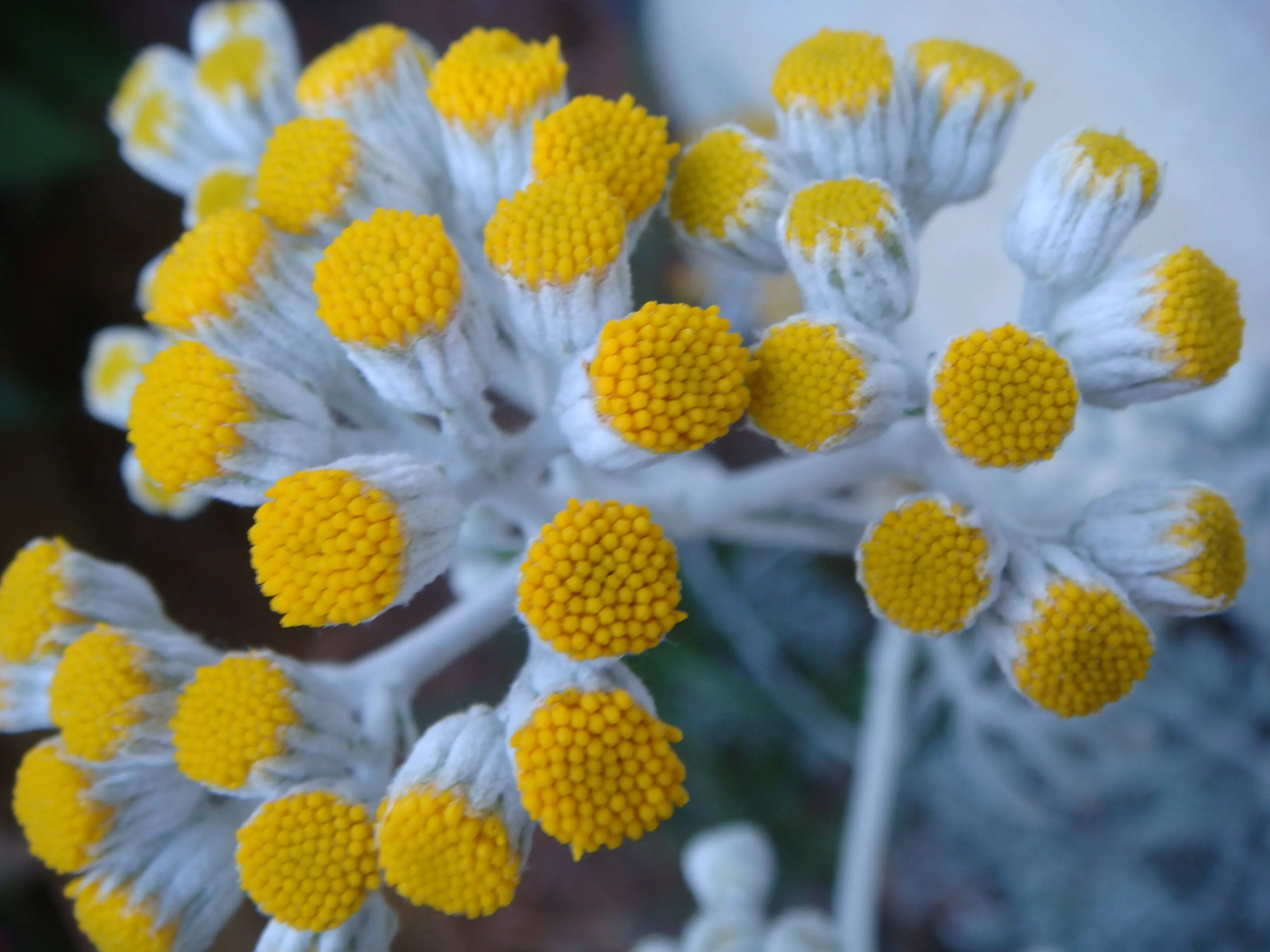 Can Dusty Miller Flower (Jacobaea Maritima) Bloom?