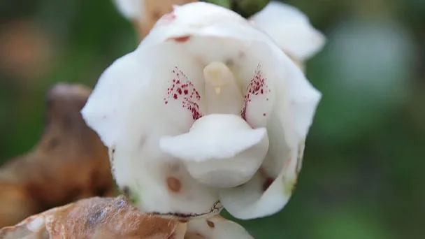 Flower of the Holy Spirit Orchid (Peristeria Elata) Care