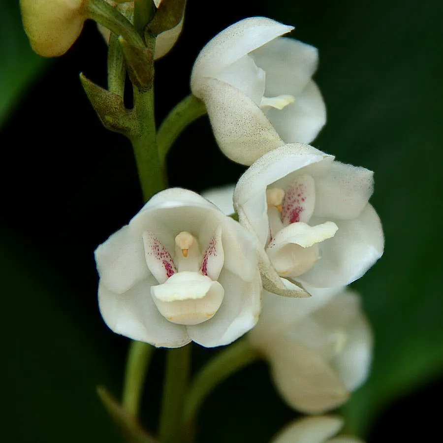 Flower of the Holy Spirit Orchid (Peristeria Elata) Care