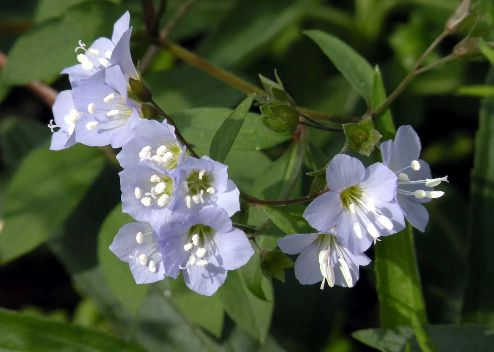 How to Care for Jacobs Ladder Flower (Polemonium Caeruleum)?