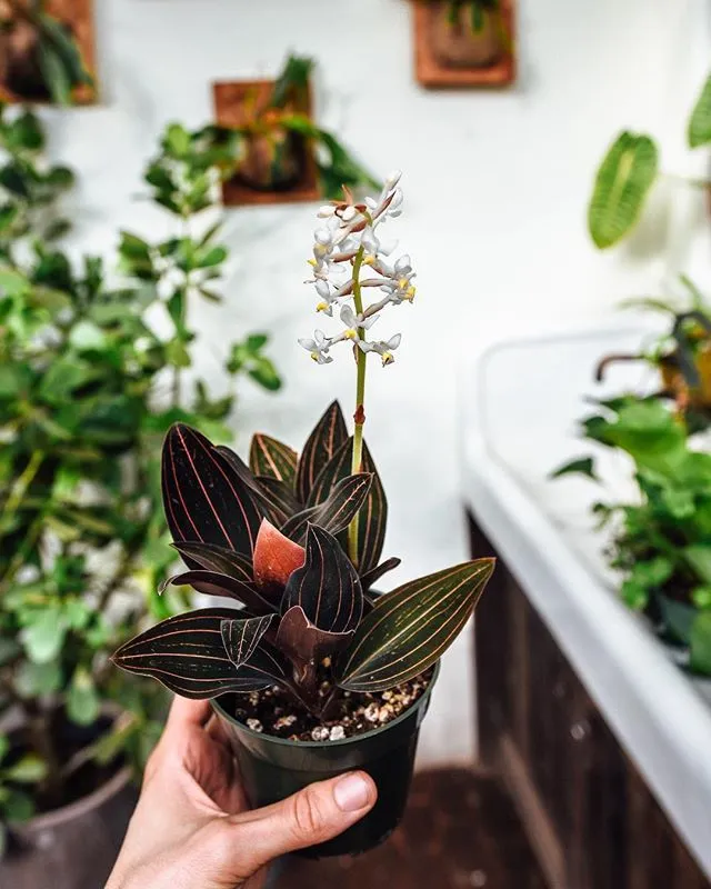 Can Jewel Orchid Flower (Ludisia Discolor) Bloom?
