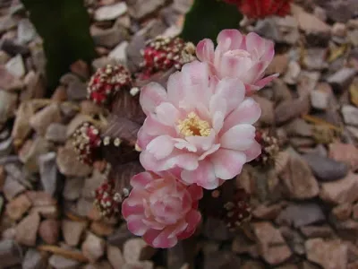 Can Moon Cactus Flower (Gymnocalycium Mihanovichii) Bloom?