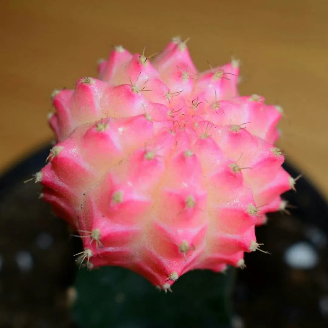 Can Moon Cactus Flower (Gymnocalycium Mihanovichii) Bloom?