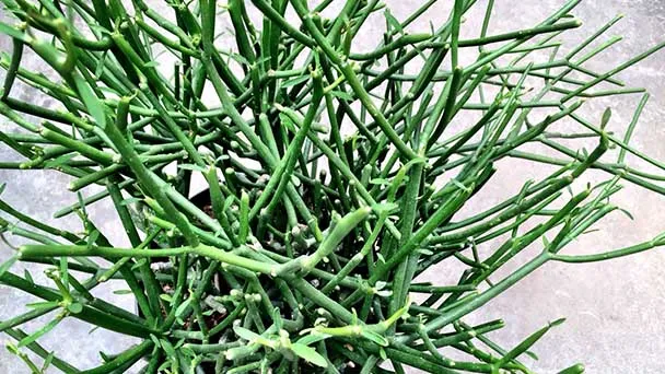 Is Pencil Cactus (Euphorbia Tirucalli) Toxic?