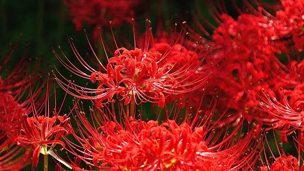 What is Spider Lily Meaning?