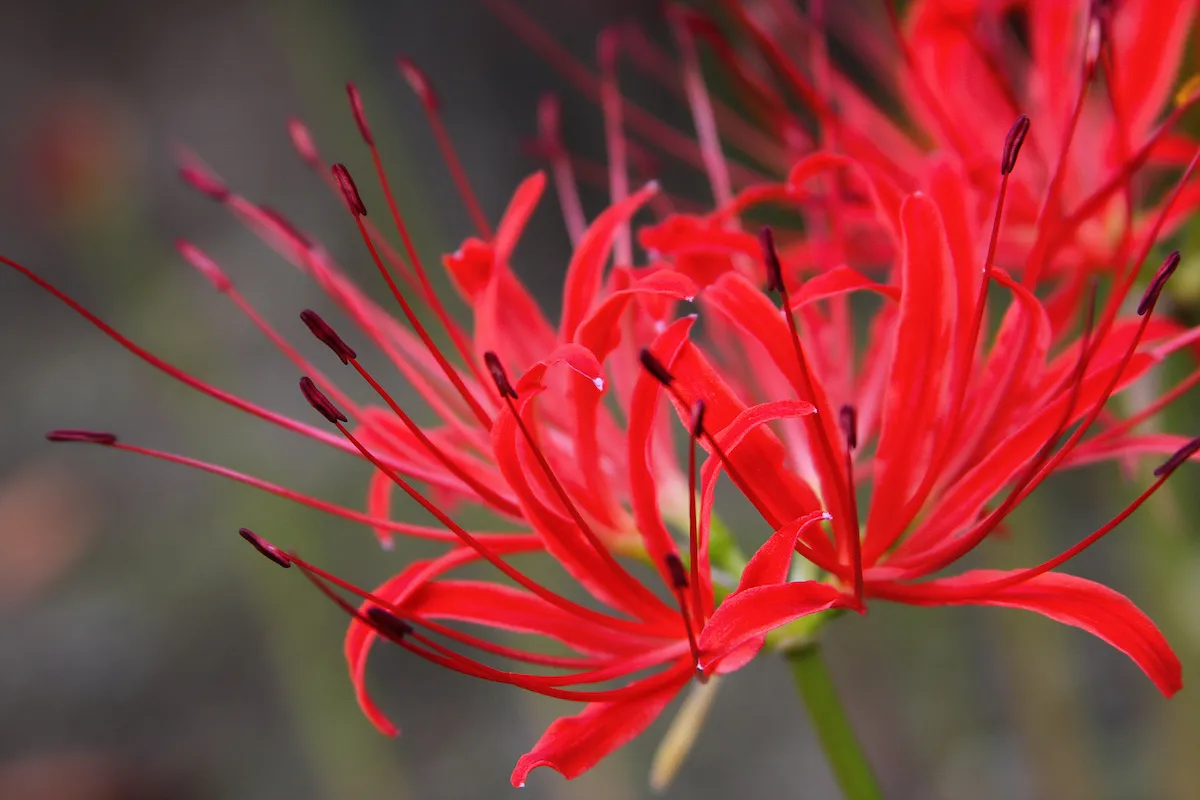 What is Spider Lily Meaning?
