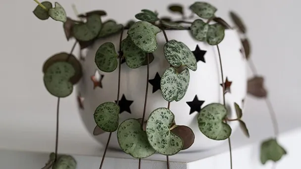 String of Hearts Plants (Ceropegia Woodii) Care & Propagation Guide