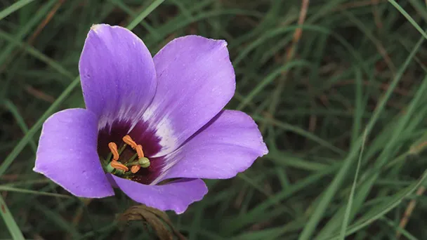 Texas bluebell (Eustoma Russellianum) Growing & Caring tips