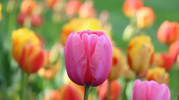 Do Tulips Bloom More Than Once