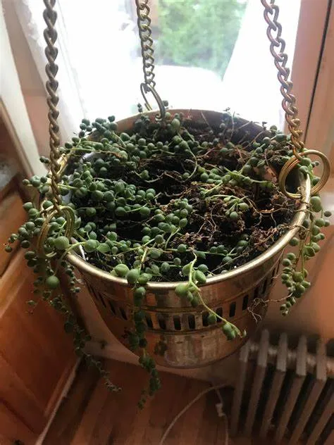 How to Save Overwatered String of Pearls - String of Pearls Common Problem