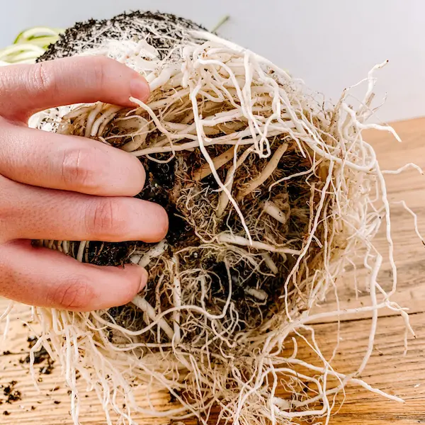 Repot a root bound plant