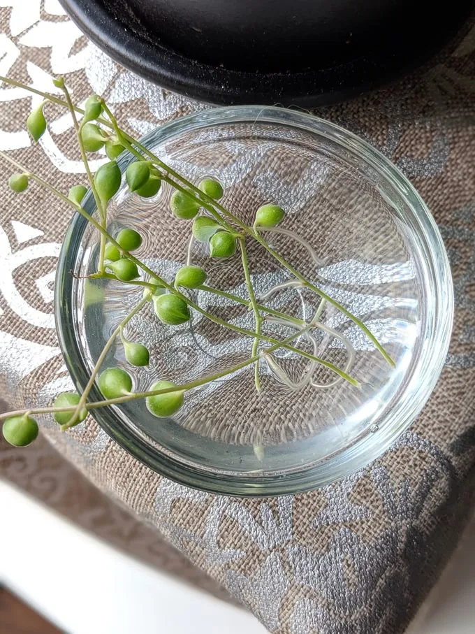 Tips for String of Pearls Watering - String of Pearls Care
