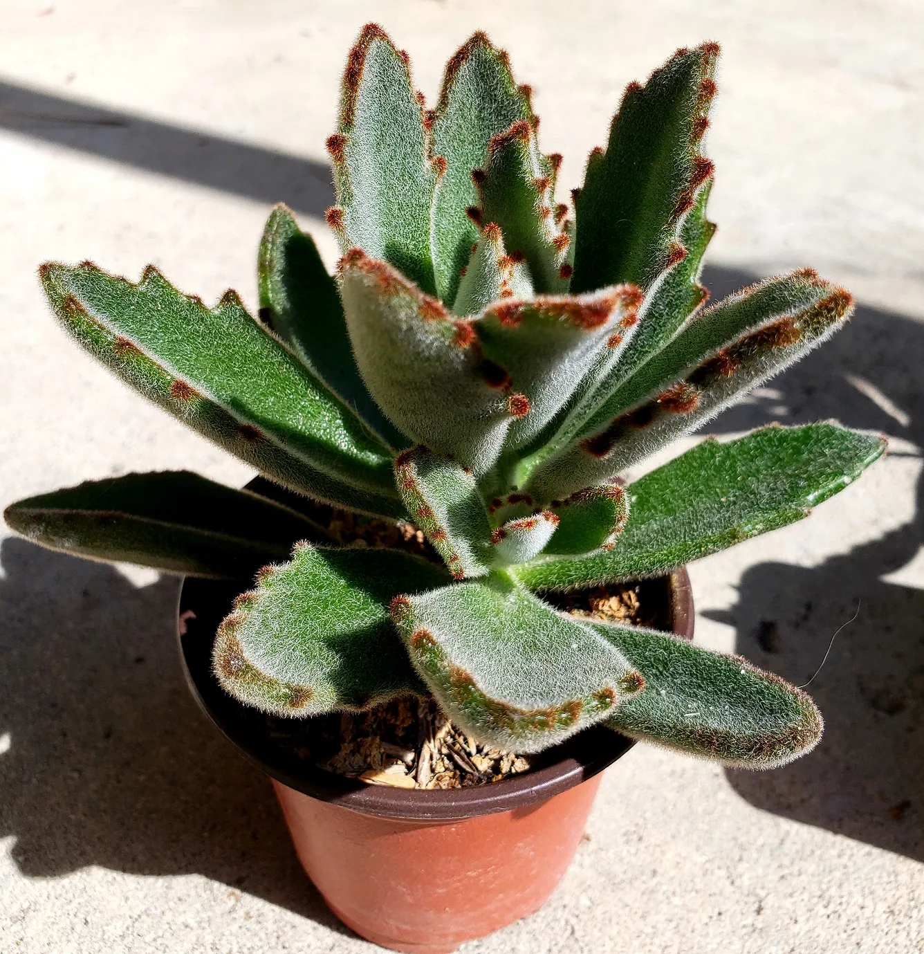 Panda Plant (Kalanchoe Tomentosa) Care And Growing Guide