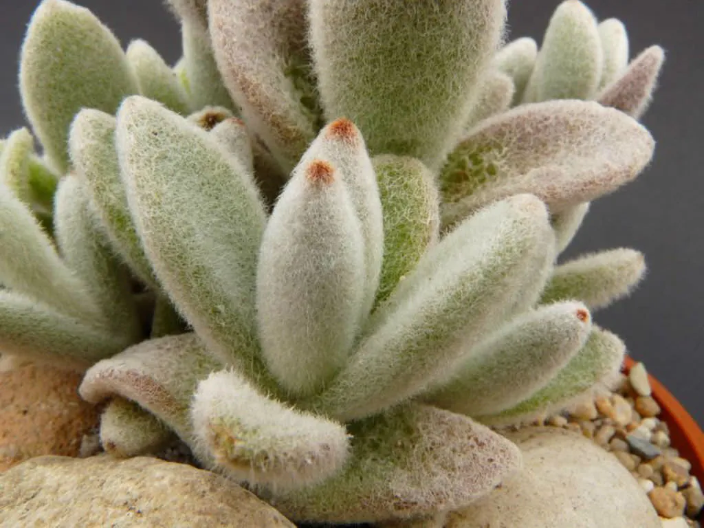 Panda Plant (Kalanchoe Tomentosa) Care And Growing Guide
