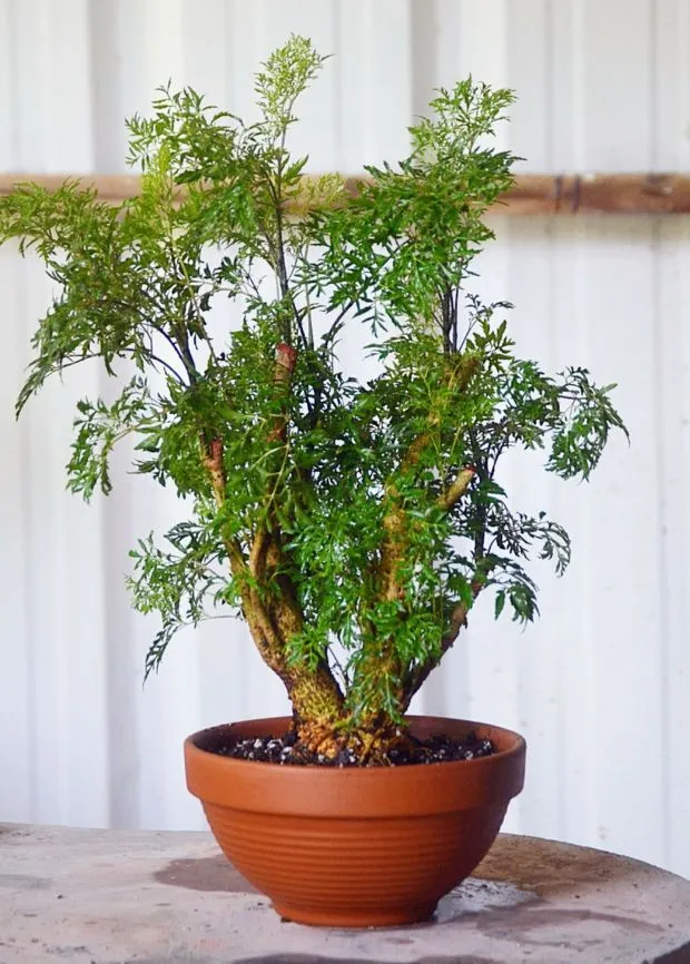 Aralia Ming Indoor Care And Propagation