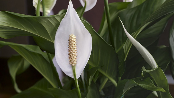 How Much Light Does a Peace Lily Required