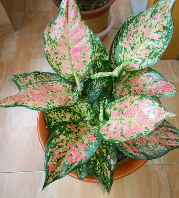 How To Grow And Care For Caladium Plant